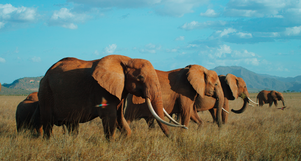 The Elephant Queen Apple TV Plus